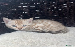 Bengal cats for sale: 3 Pure Bengals left  - Image 32