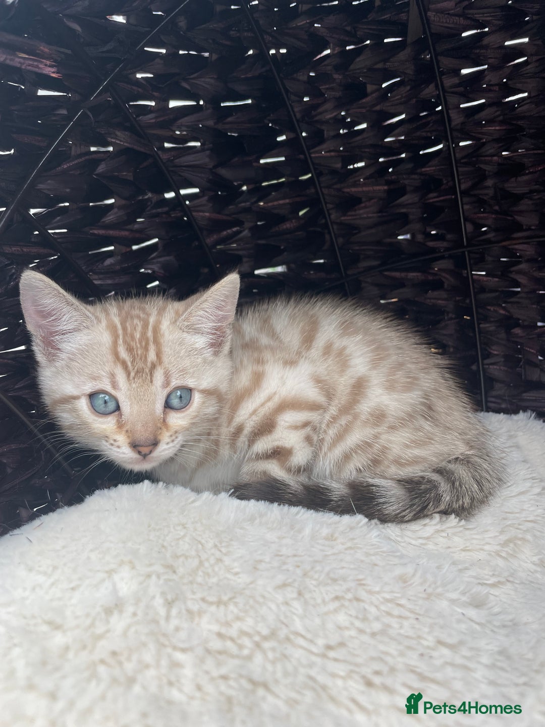 Bengal cats for sale: 3 Pure Bengals left  - Image 32