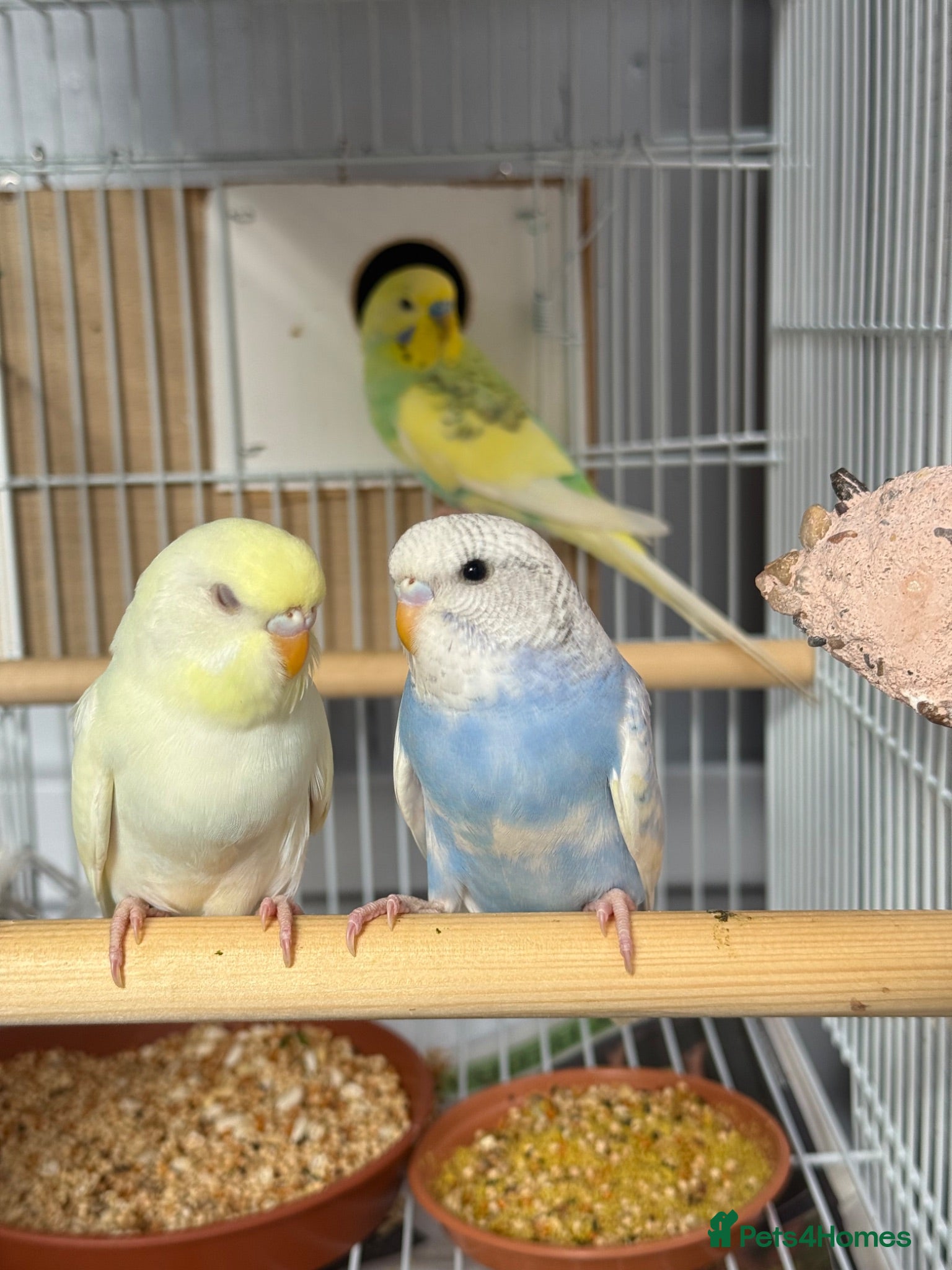 Budgerigars birds Baby Budgies 2026 - Advert 15