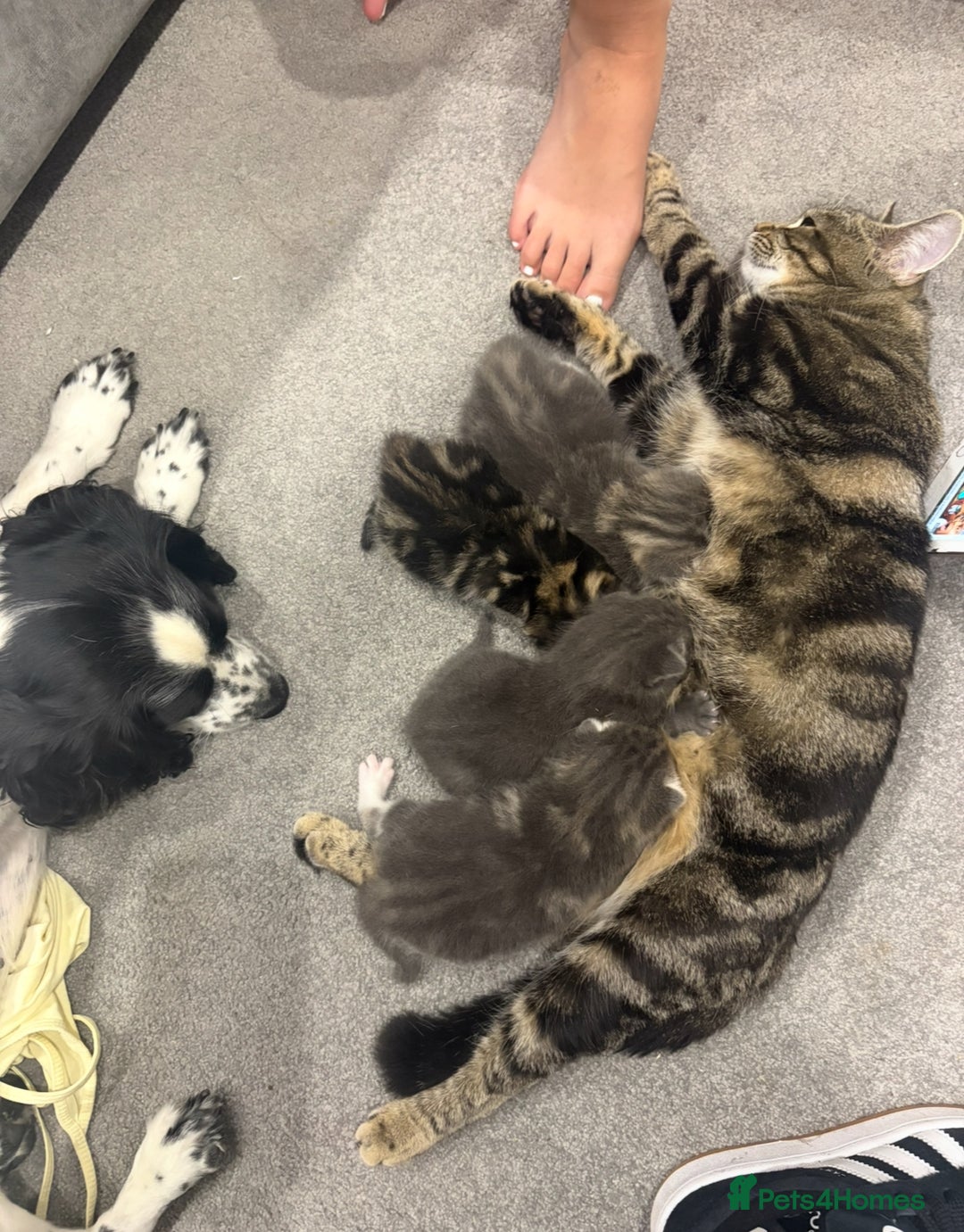 Bengal cats for sale: Bengal cross kittens one grey boy one brown girl - Image 24