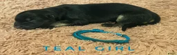 German Shepherd dogs for sale: Fully Health Tested, KC registered GSD puppies due - Advert 20