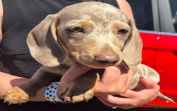 Dachshund dogs for sale: Beautiful kc isabella dapple dachshunds - Image 16