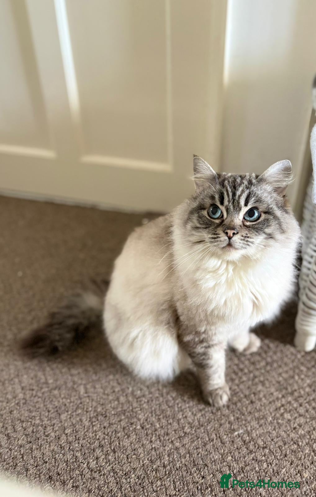 Ragdoll cats Ragdoll Queens Available - Advert 9