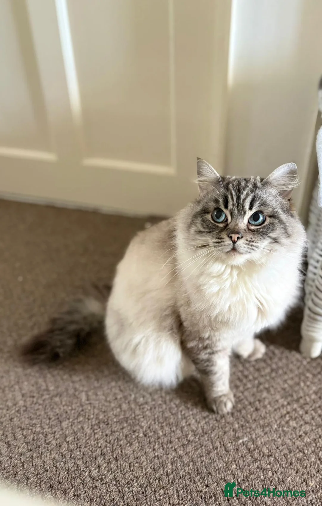 Ragdoll cats for sale: Ragdoll Queens Available - Advert 2