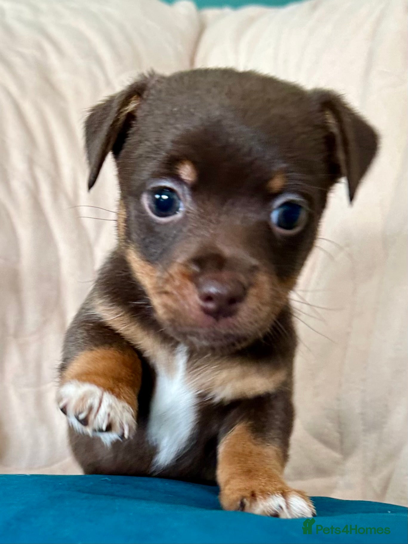 Jack Russell dogs Girl seeking forever home  - Advert 1