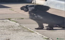 Cocker Spaniel dogs for sale: Working Cocker spaniel - Image 2