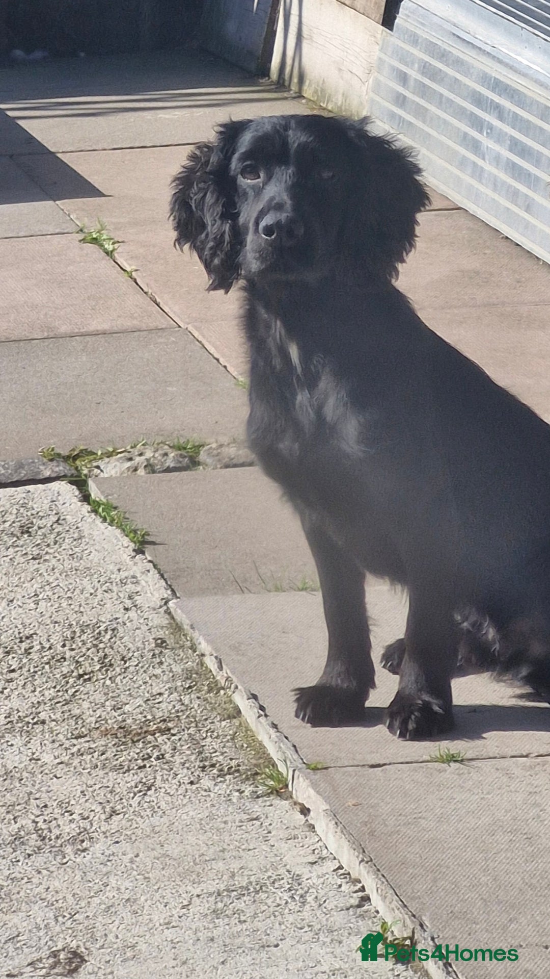 Cocker Spaniel dogs for sale: Working Cocker spaniel - Image 2