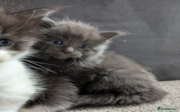 Maine Coon cats for sale: Maine Coon Kittens - Image 15