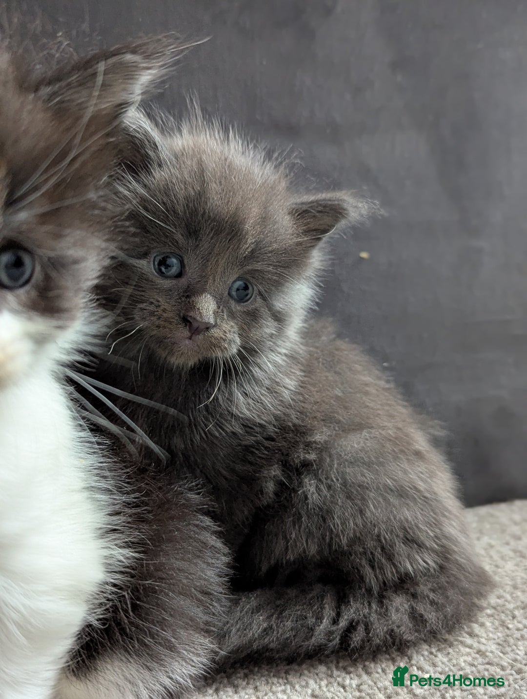 Maine Coon cats for sale: Maine Coon Kittens - Image 15