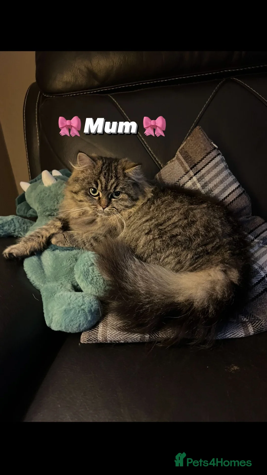 Mixed Breed cats for sale: Gorgeous Binx looking for family home  - Advert 7