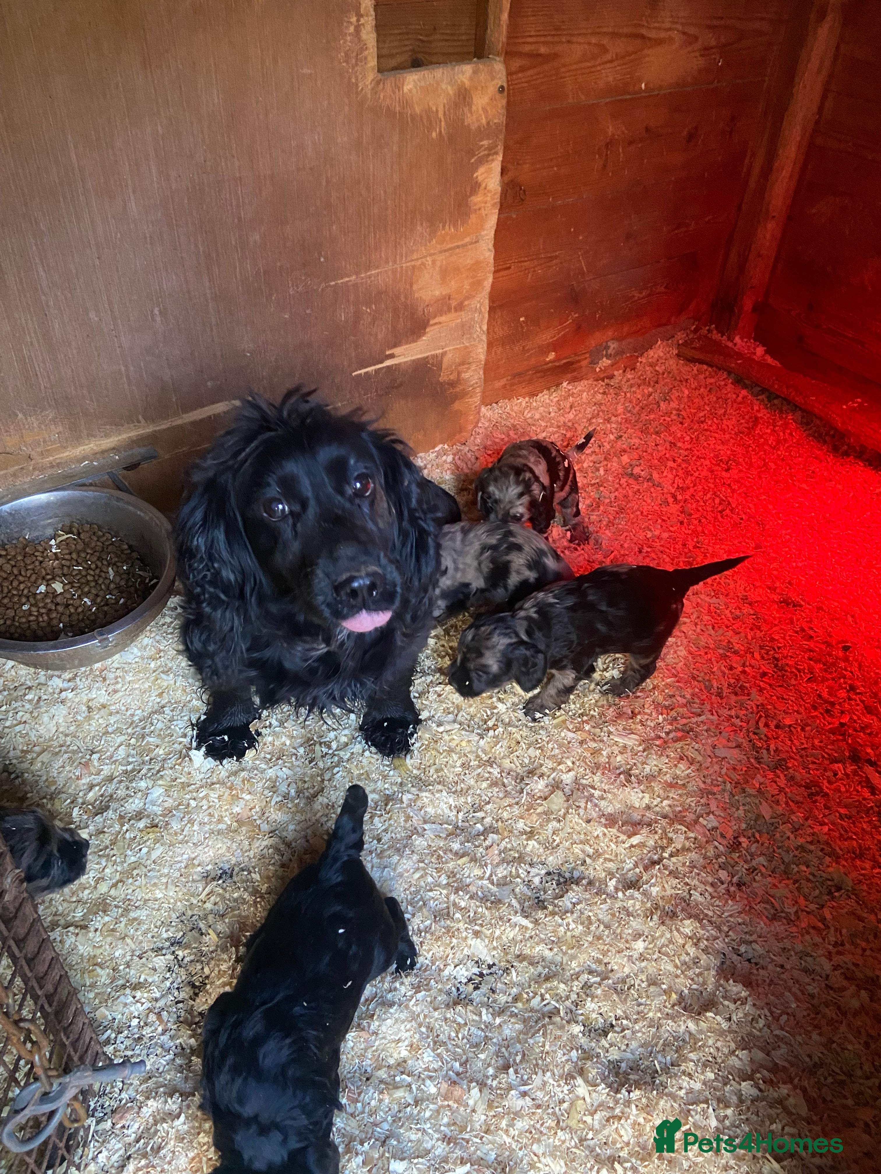 Cockapoo dogs Beautiful Blue and Chocolate Merle babies  - Advert 6