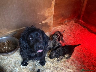 Cockapoo dogs Beautiful Blue Merle babies - Advert 7