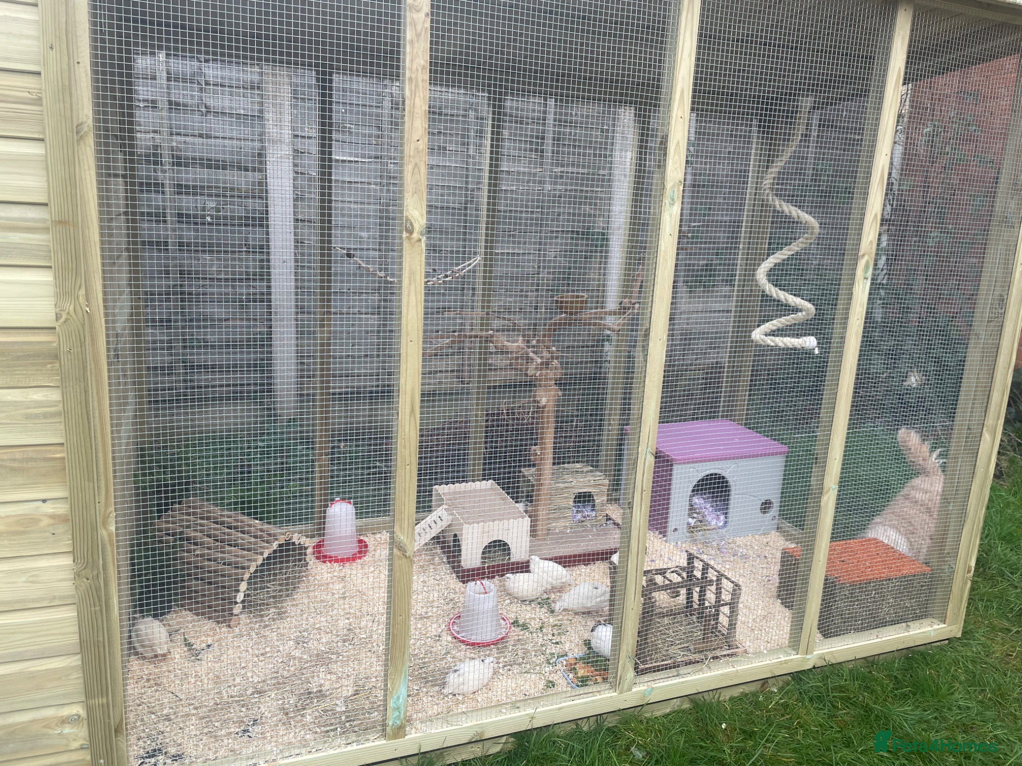 Quail poultry for sale: ** FERTILE WHITE BRITISH QUAIL EGGS FOR SALE ** - Advert 3
