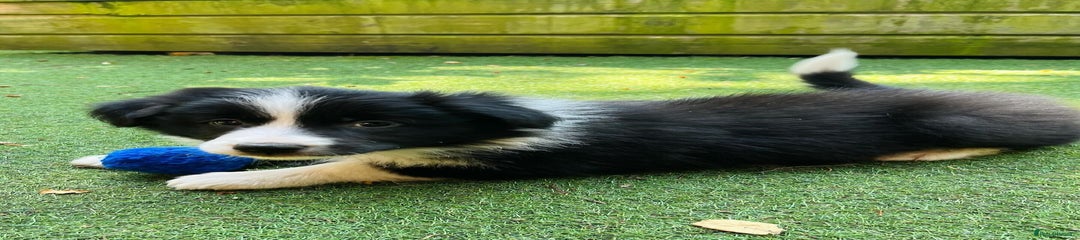 Border Collie Puppy 5