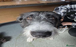 Mixed Breed dogs for adoption: Meet Mitzie, currently residing in Liverpool  - Image 4