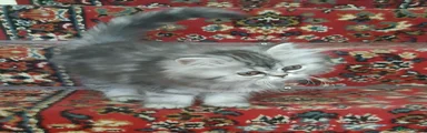 Siberian 2