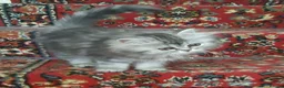 Siberian cats for sale: Absolutely Fabulous Kittens - Advert 21