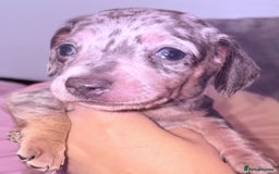 Miniature Dachshund dogs for sale: Beautiful unique babies  - Image 9