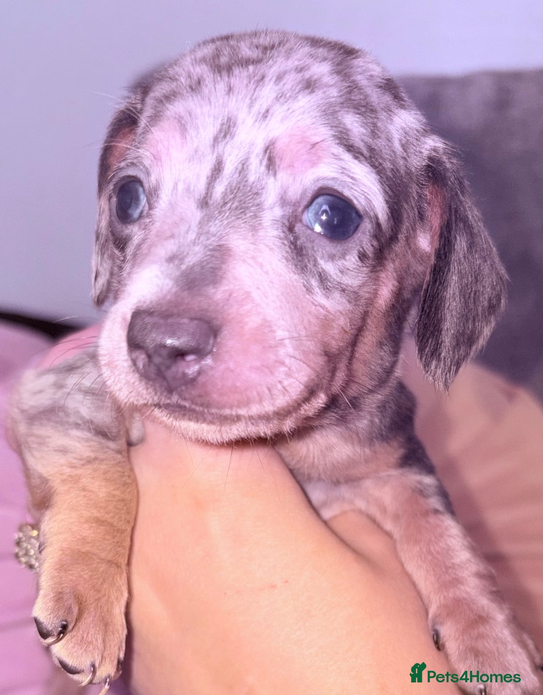 Miniature Dachshund dogs for sale: Beautiful unique babies  - Image 9