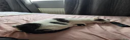 Domestic Shorthair cats for sale: Bonded brother & sister looking for a loving home - Advert 21