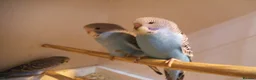 Budgerigars birds for sale: Baby Budgies  7 Weeks old - Advert 2