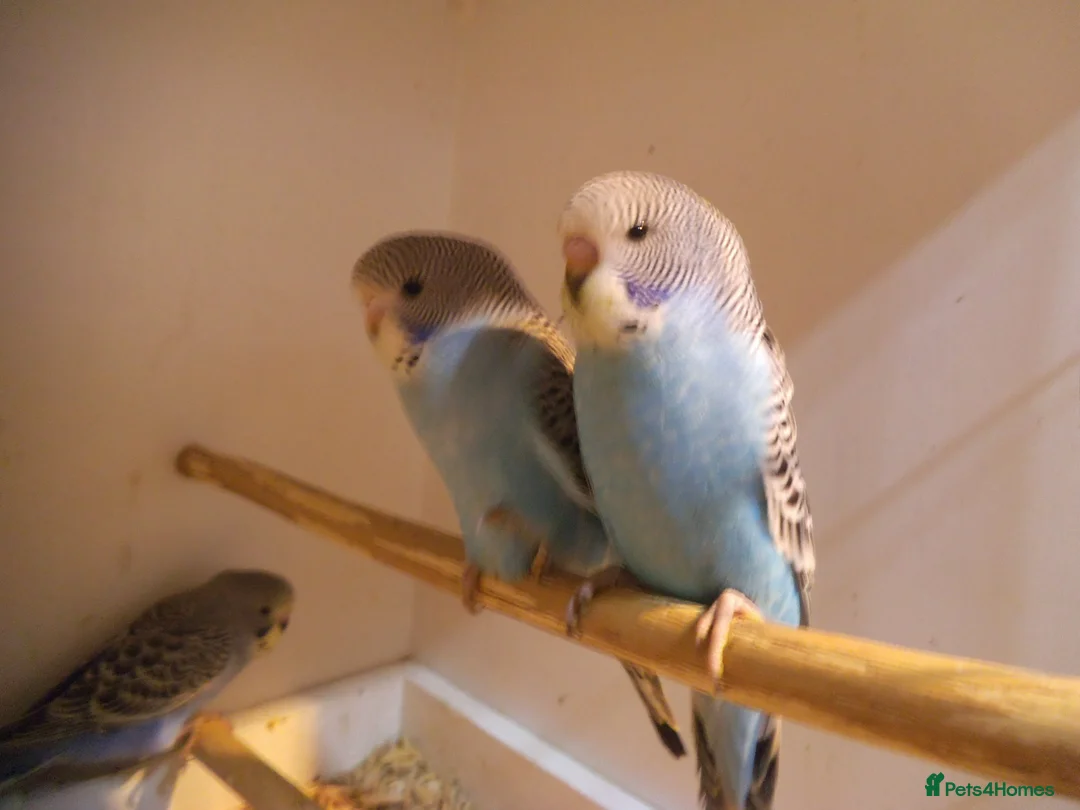 Budgerigars birds for sale: Baby Budgies  7 Weeks old - Advert 2