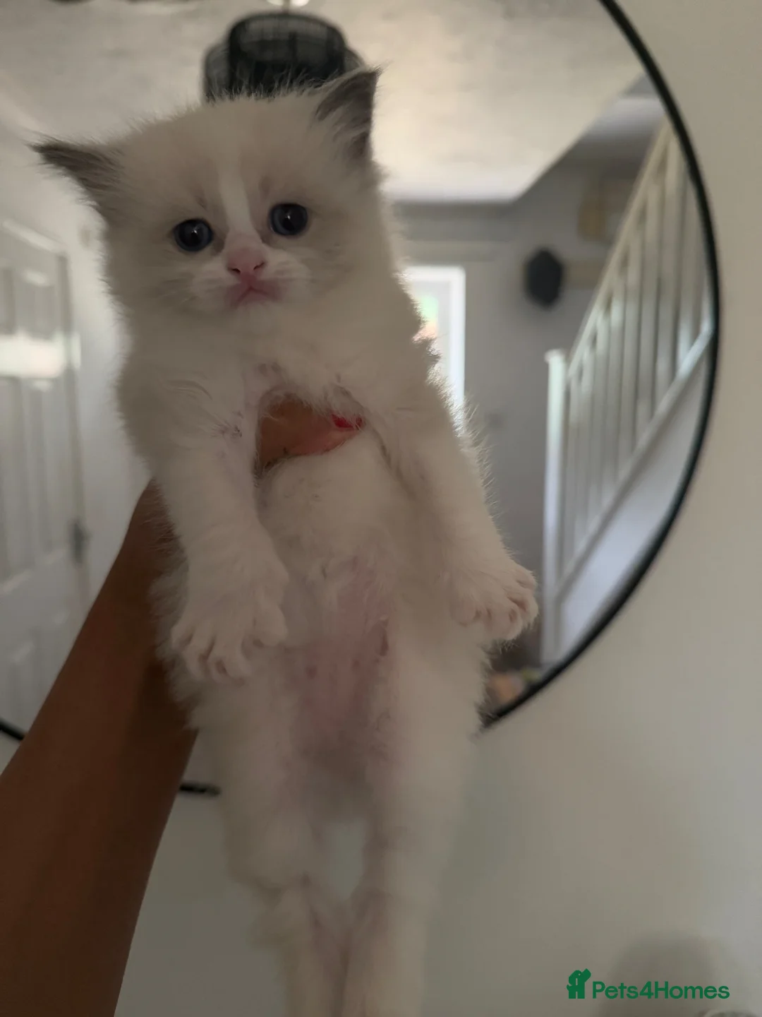 Ragdoll cats for sale: Female Bi-colour Ragdoll in Bracknell - Advert 2