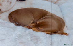 Dachshund dogs for sale: Dachshund  - Image 8