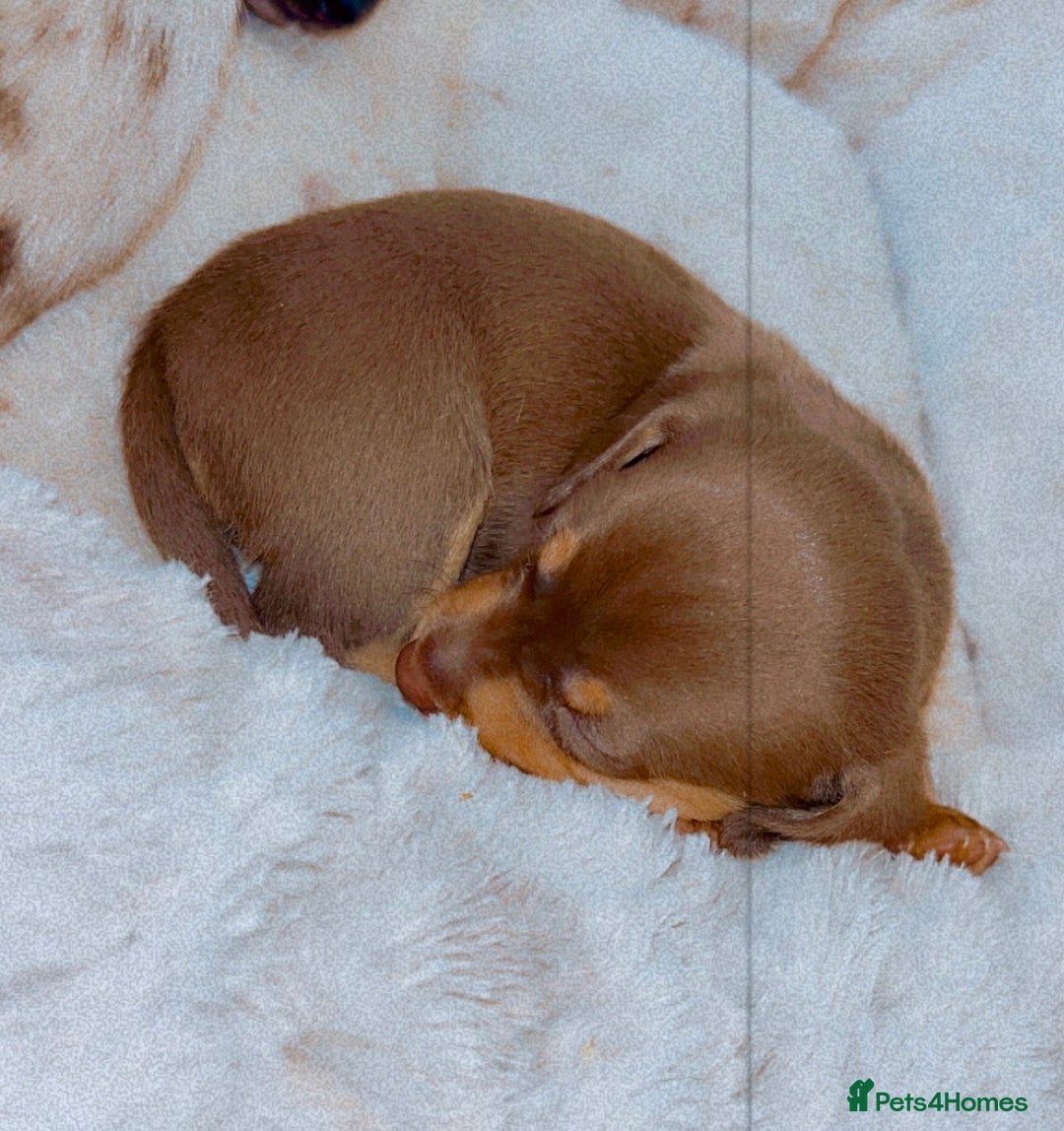 Dachshund dogs for sale: Dachshund  - Image 8