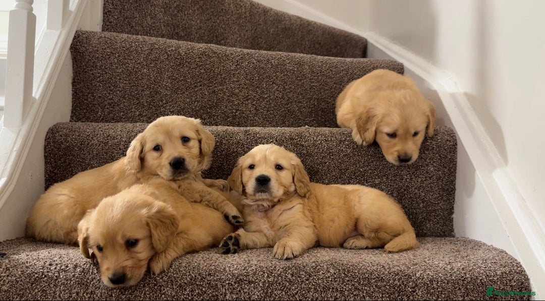 Golden Retriever dogs for sale: PEDIGREE HEALTH TESTED GOLDEN RETRIVER PUPPIES KC - Image 8