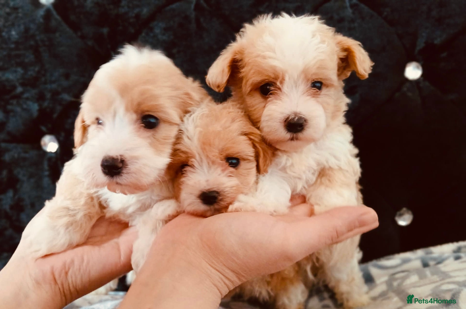 Maltipoo dogs Beautiful Maltipoo puppies for sale 🐶❤️ - Advert 1