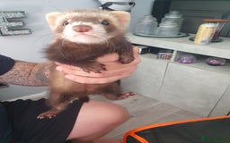 Ferret rodents for sale: Female ferret - Image 2