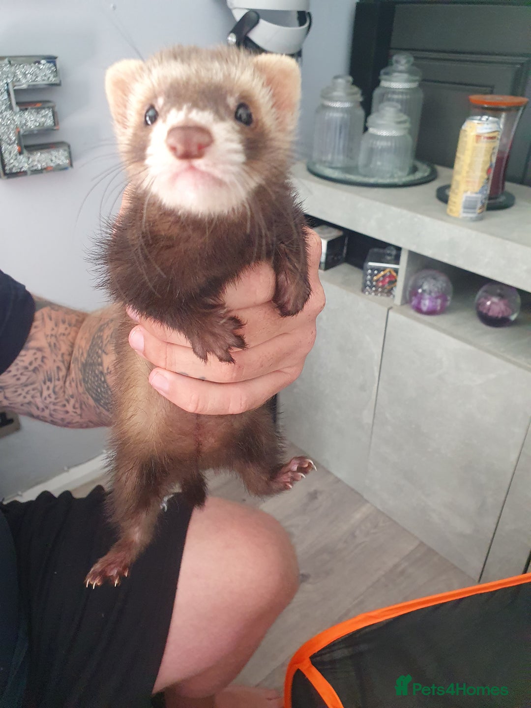 Ferret rodents for sale: Female ferret - Image 2
