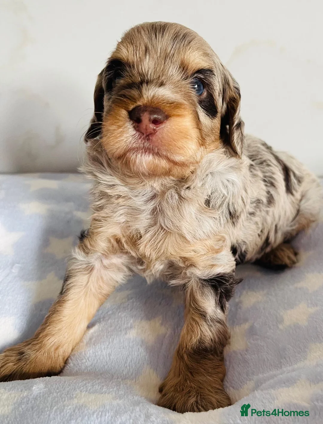 Cockapoo dogs for sale: Fully DNA tested stunning Cockapoo puppies - Advert 14