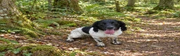 Sprocker dogs for sale: Our Precious Springer Spaniel Lucy has had babies - Advert 6