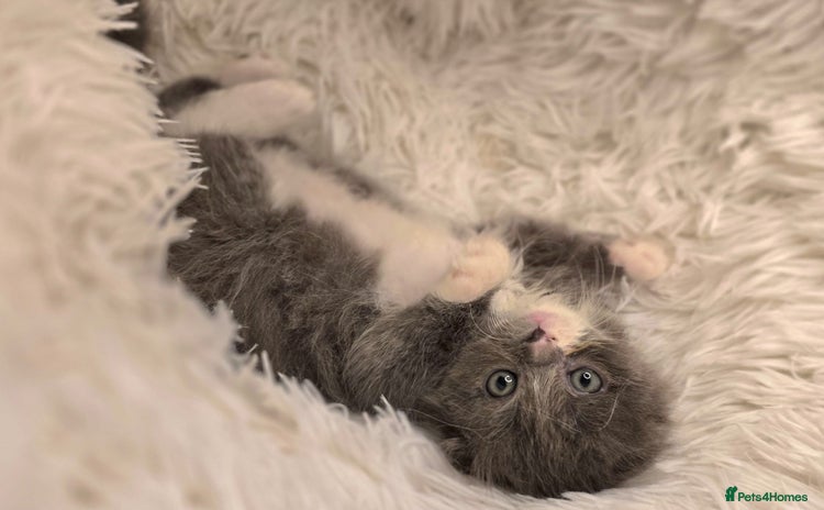 Scottish Fold cats - Advert 1