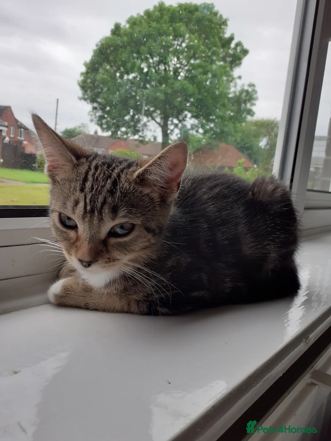 Mixed Breed cats for sale: Kitten - Advert 1