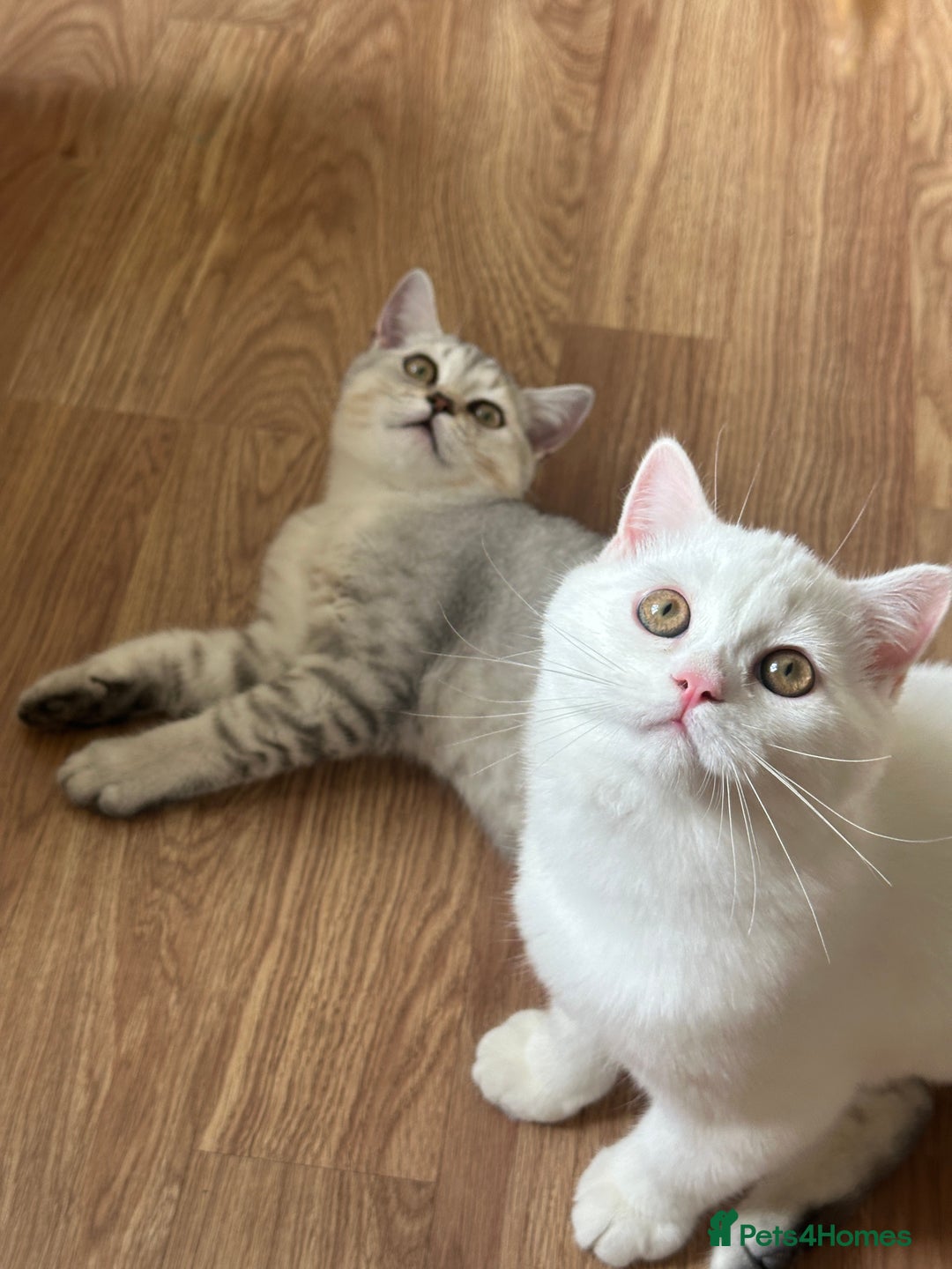 British Shorthair cats for sale: Gorgeous British Longhair & Shorthair Kittens - Advert 12