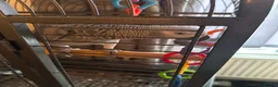 Parrots birds for sale: Female Congo African grey talking parrot  - Advert 2