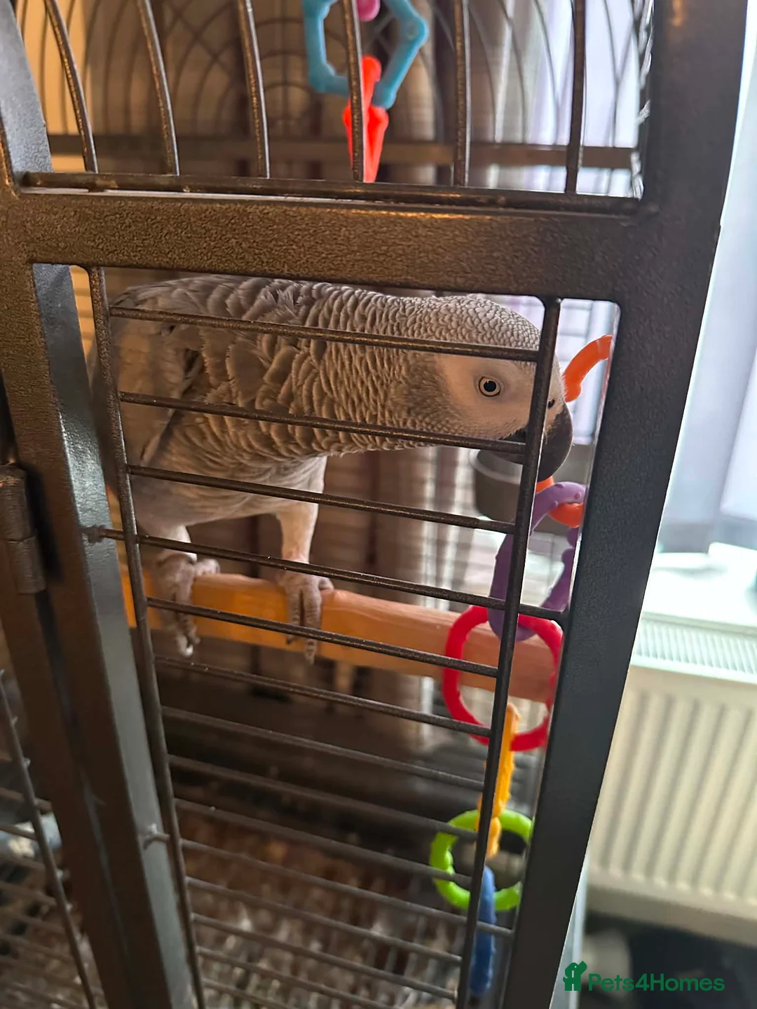 Parrots birds for sale: Female Congo African grey talking parrot  - Advert 2