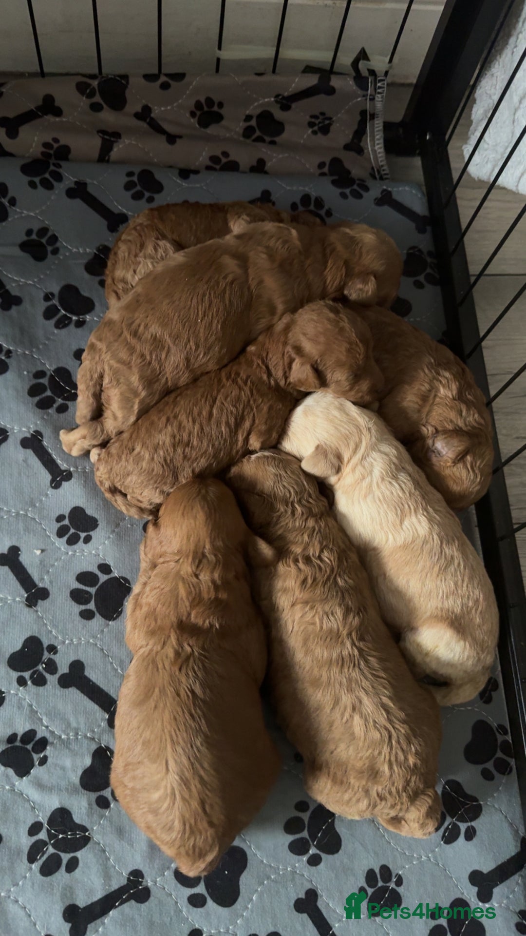 Schnoodle dogs for sale: Miniature Poodle X Schnoodle pups for sale - Image 11