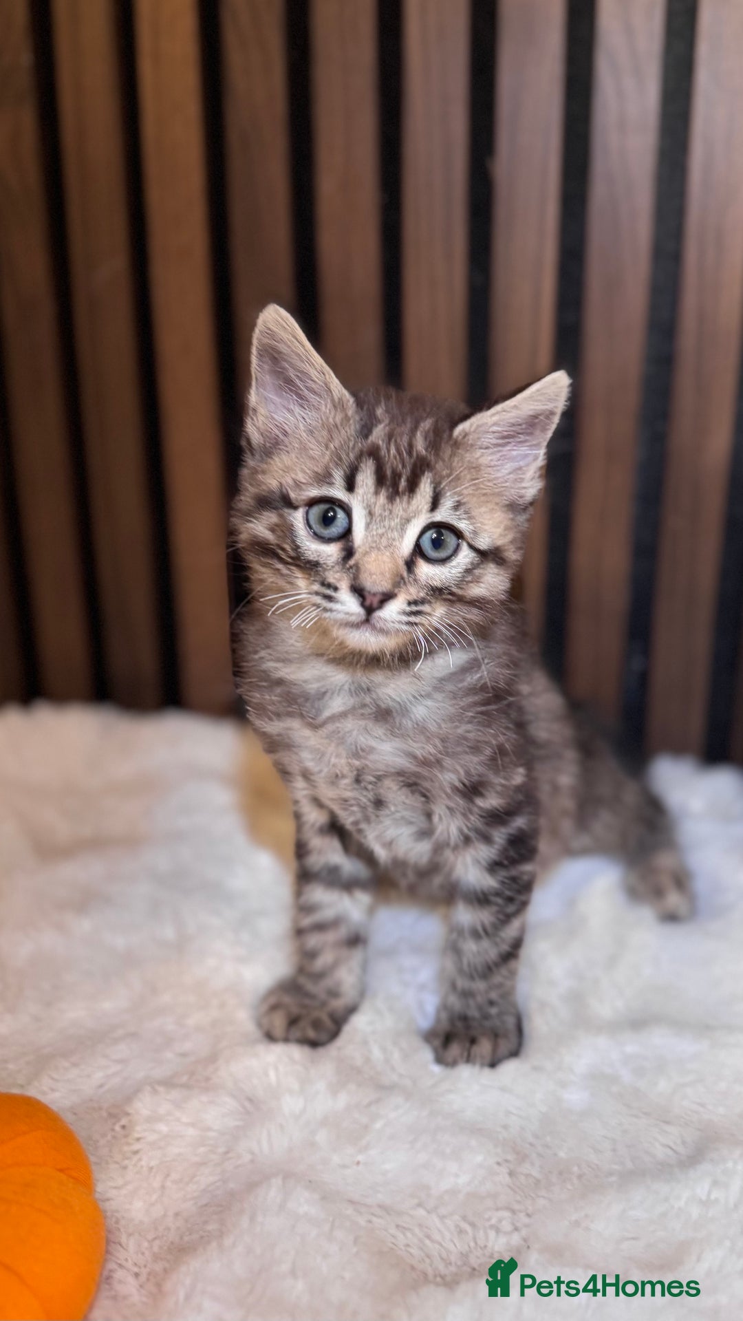 Ragdoll cats for sale: 🌙 Grey Ghost Kittens🎃 – Ragdoll × Tabby 🐾 - Image 28
