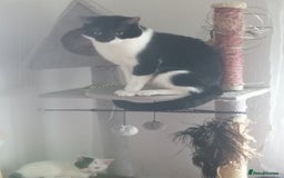 British Shorthair cats for sale: White and black female and male cats - Image 22