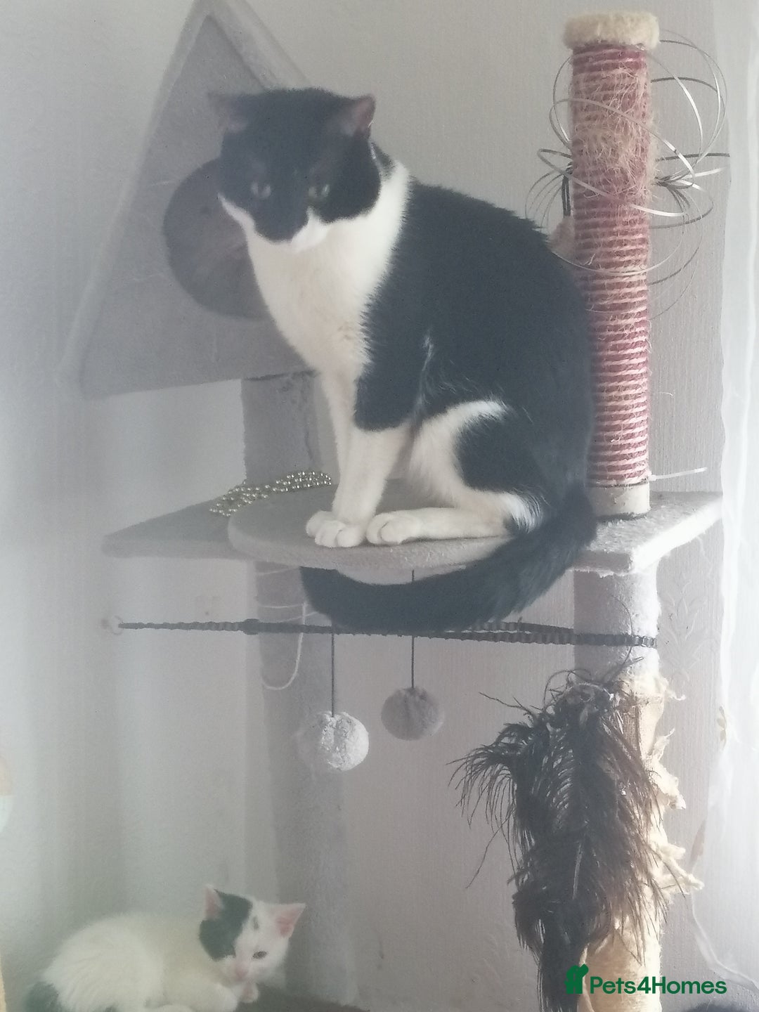 British Shorthair cats for sale: White and black female and male cats - Image 22