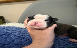 Boston Terrier dogs for sale: Last little girl available Kc reg  - Image 22