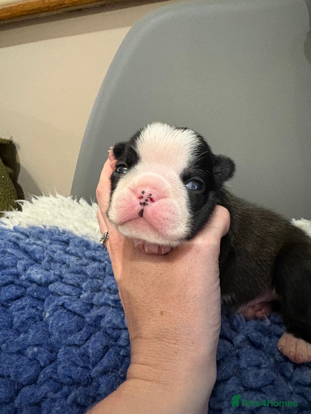 Boston Terrier dogs for sale: Last little girl available Kc reg  - Image 22