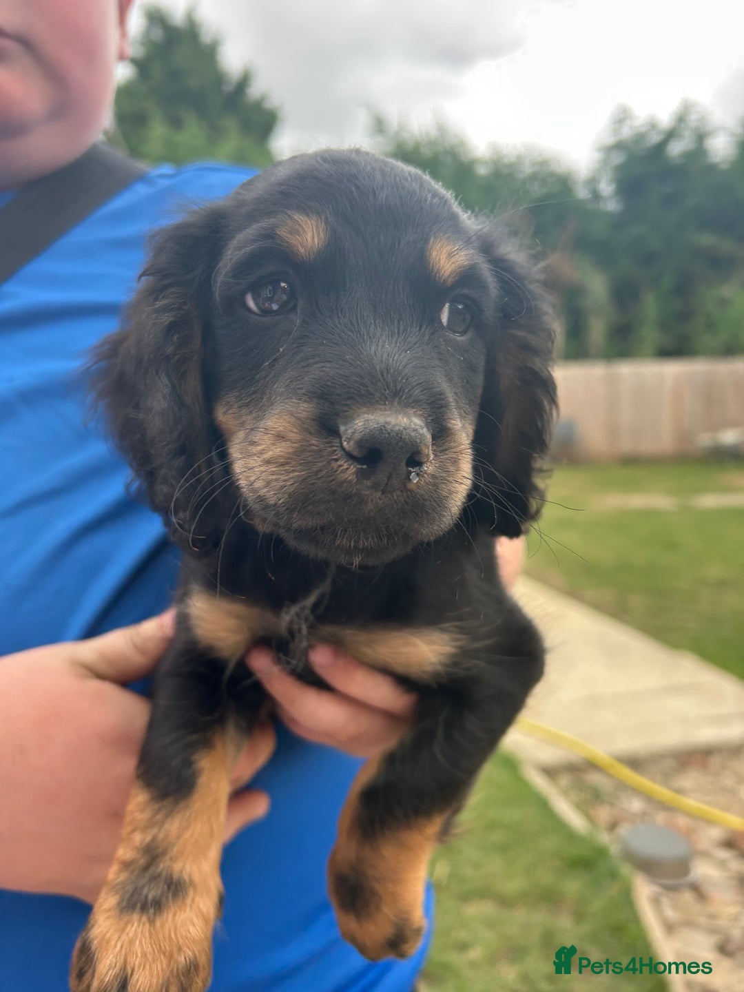 Mixed Breed dogs for sale: Jackapoo spaniel cross - hound puppies  - Image 6