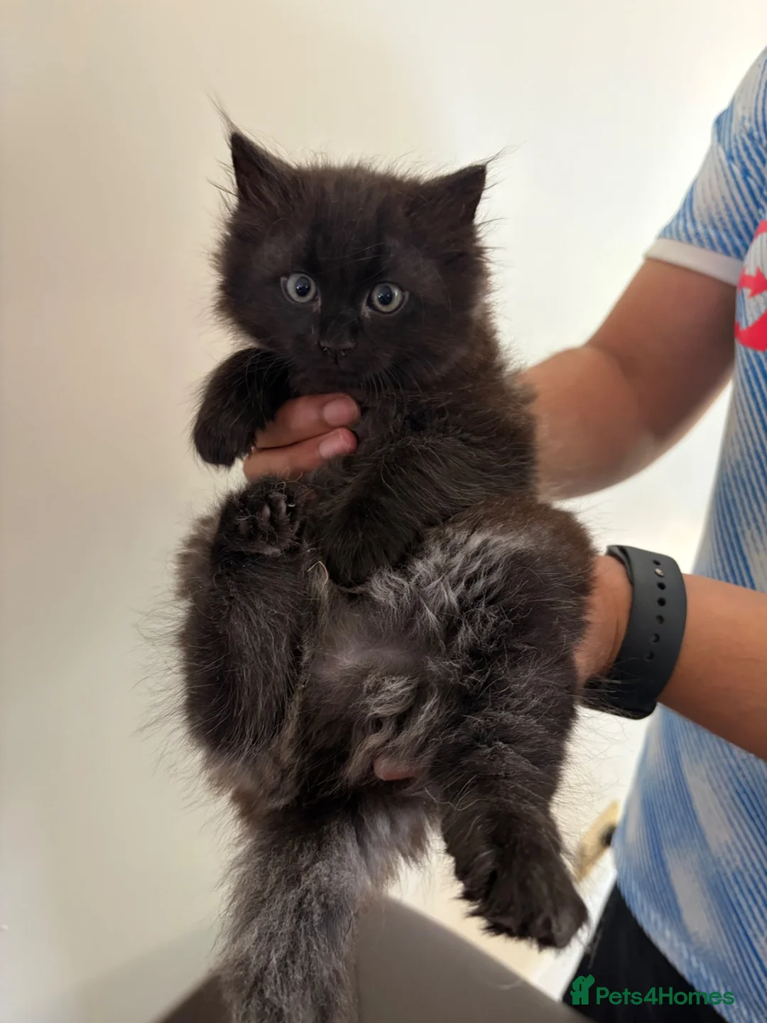 Ragdoll cats for sale: Mixed Siamese/Ragdoll kittens for sale in Harrow - Advert 2