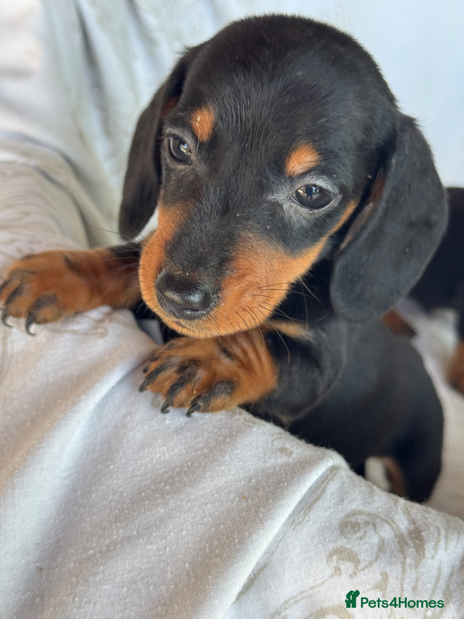 Miniature Dachshund dogs MINIATURE DACHSHUND BOY PUPPIES  - Advert 1