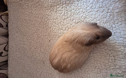 Guinea Pig rodents for sale: BEAUTIFUL PURE CALIFORNIAN BOARS  - Image 4